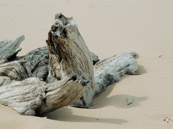 Carried Ashore
