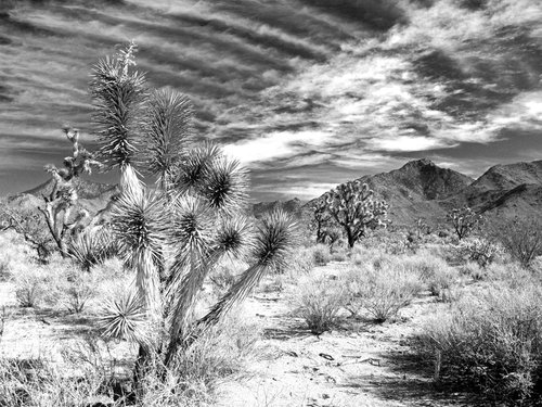 Joshua Tree Desert by Alex Cassels