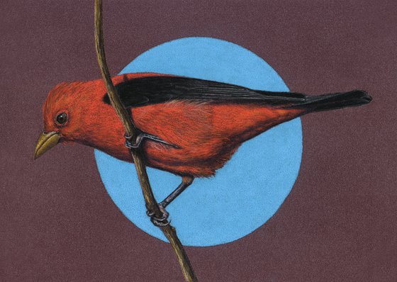 Original pastel drawing bird "Scarlet tanager"