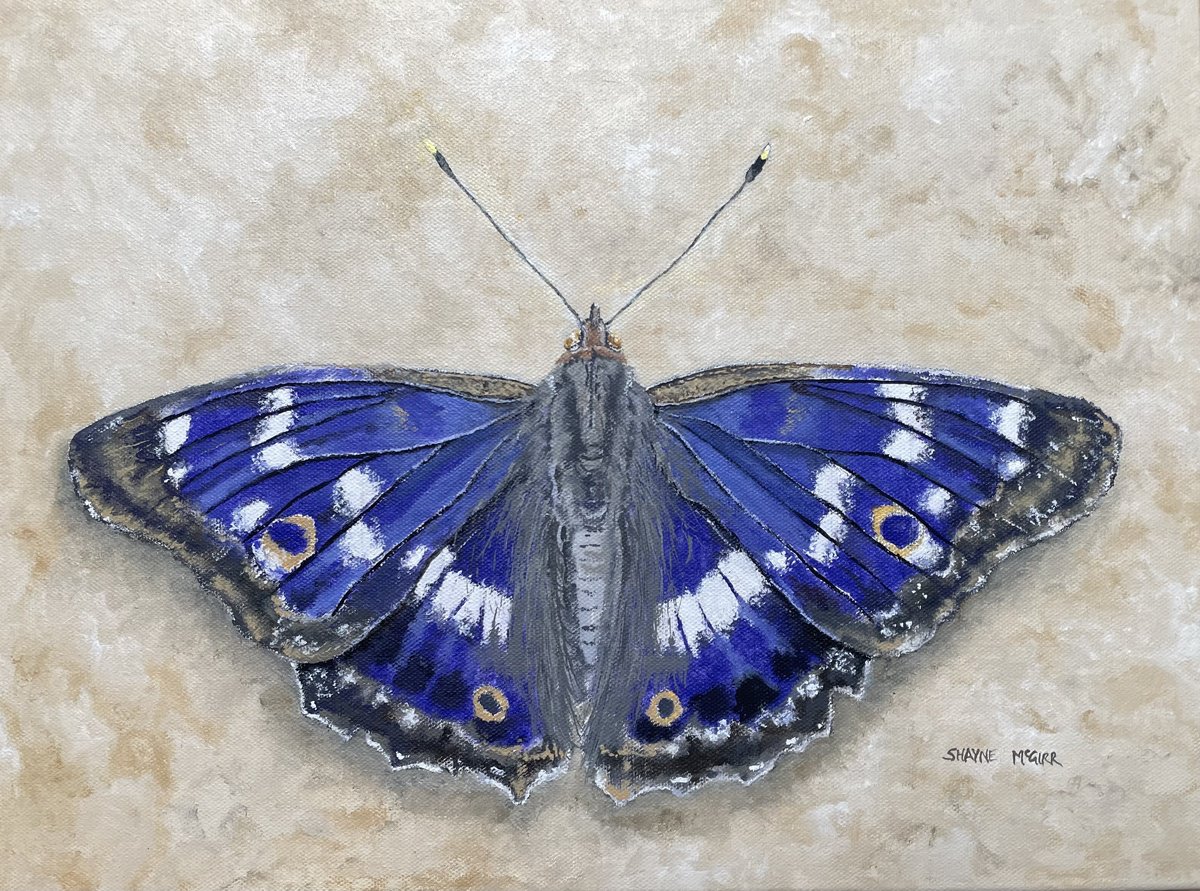 Purple Emperor by Shayne McGirr