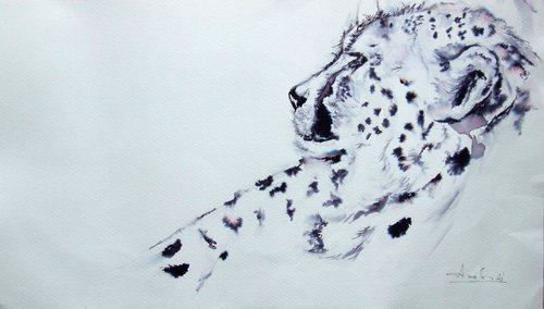 Study of Cheetah I by Anna Sidi-Yacoub