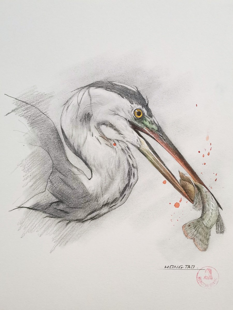 Photorealistic Animal Pencil Drawing By Hongtao Huang, 10 X 7, Heron Foraging, Original Artwork