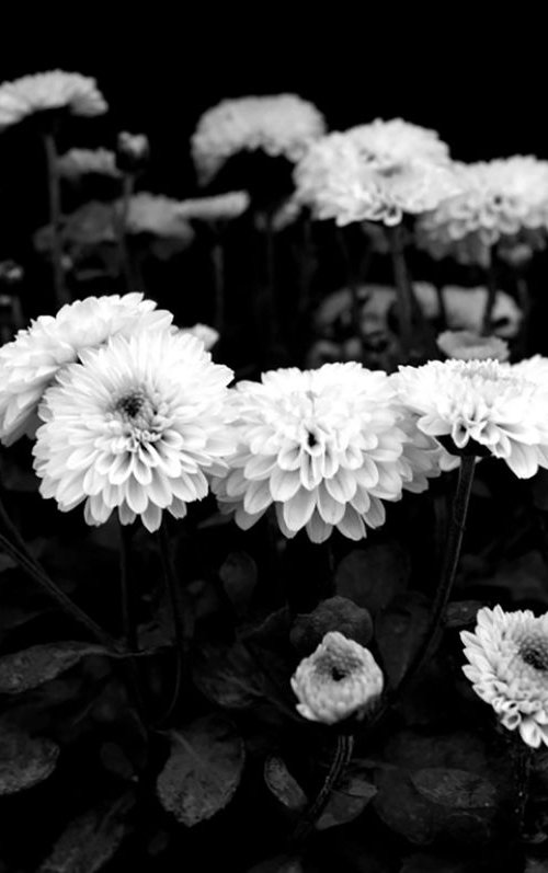 White Chrysanthemums by Sumit Mehndiratta