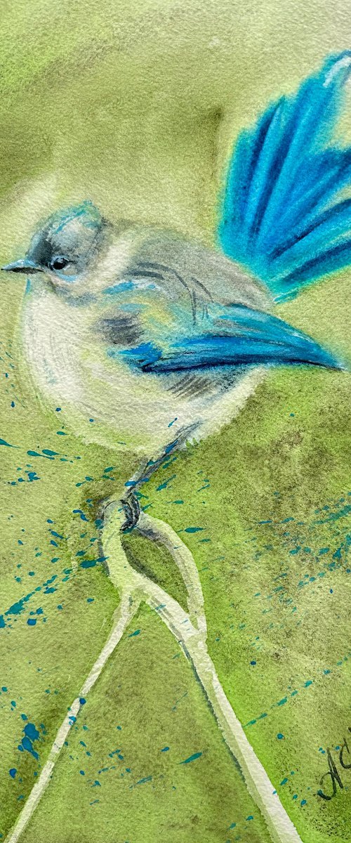 Fairywren by Alla Semenova