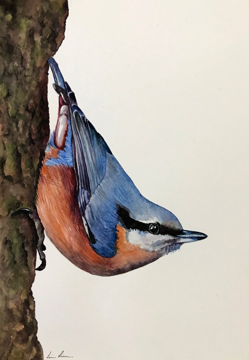 Nuthatch by Lisa Lennon