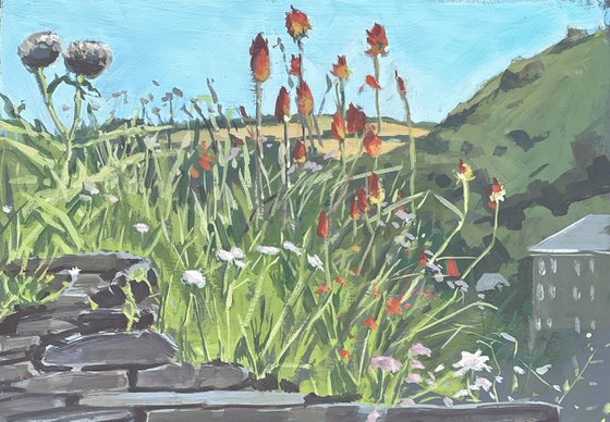 Cornish red hot pokers