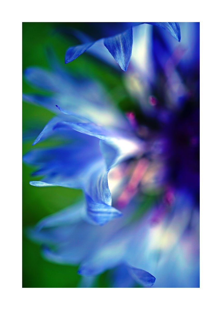 Abstract Pop Color Nature Photography 06 (LIMITED EDITION OF 15) by Richard Vloemans