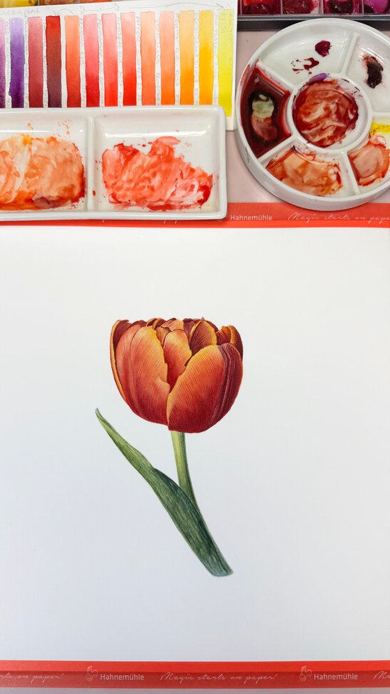 Red Tulip Study III