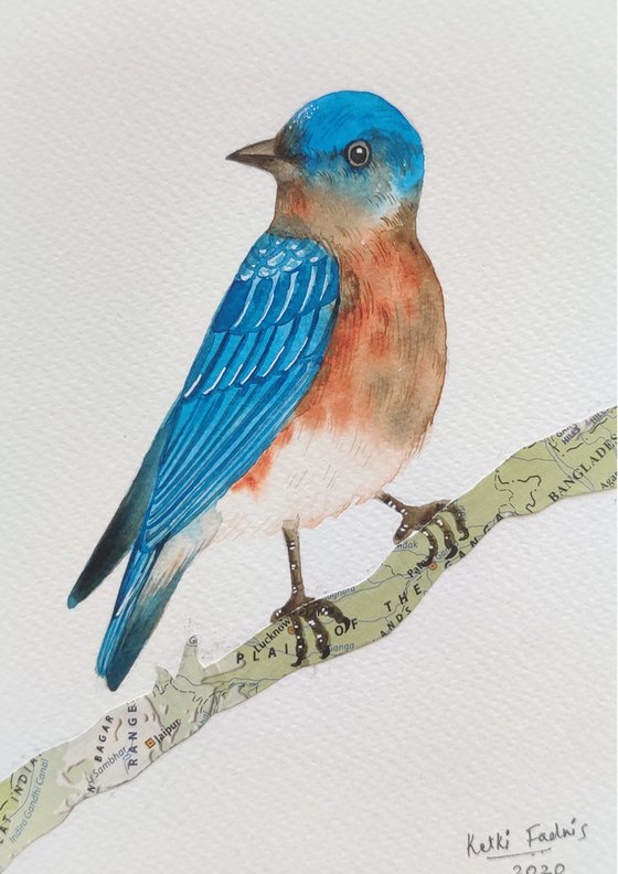 Eastern Bluebird