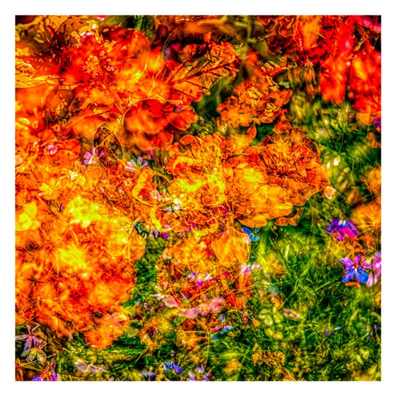 Summer Meadows #11. Limited Edition 1/25 12x12 inch Abstract Photographic Print.
