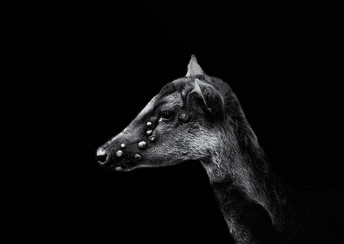 Photorealistic Photograph , Philippine Spotted Deer By Paul Nash, 24 X 16, Artwork For Sale On Artfinder