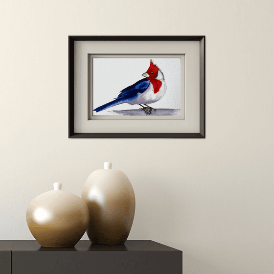 Red-cowled cardinal Paroaria