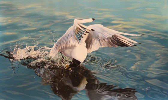 Black Headed Gull