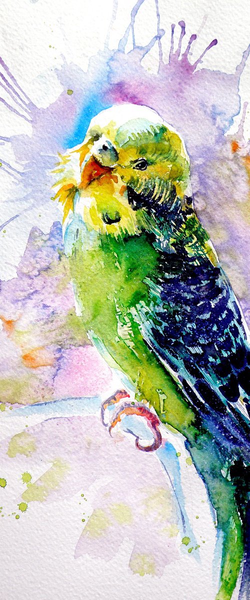 Lovely parrot by Kovács Anna Brigitta