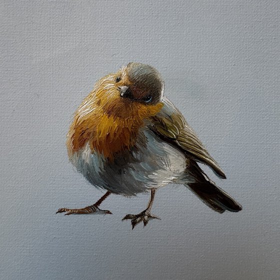 Robin bird