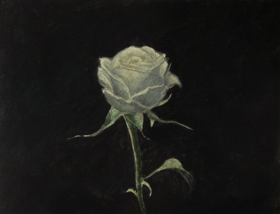 Rose in the darkness