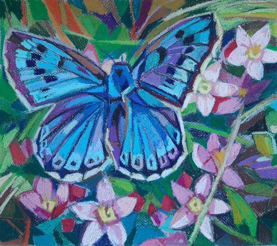 Butterfly  1