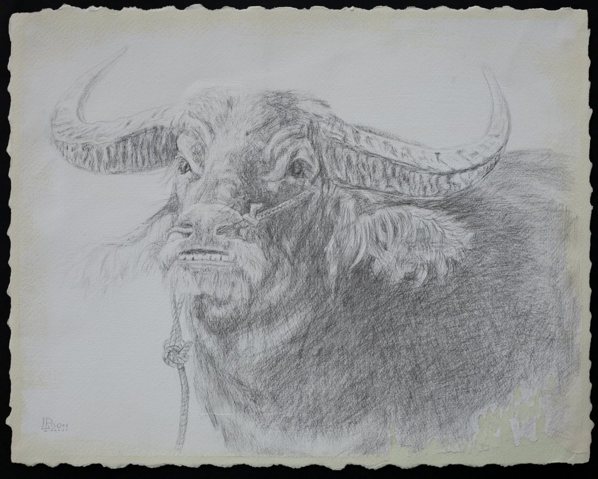 Impressionistic Animal Drawing By Liudmila Pisliakova, 16 X 13", The Bull Silverpoint Drawing, Original Artwork