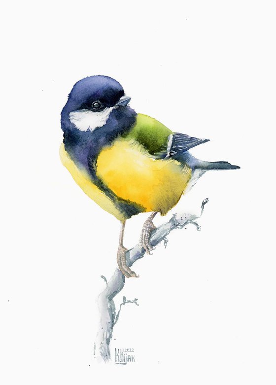 Great tit, spring song bird