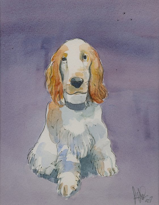 Spaniel