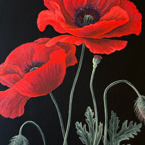 Papaver (Red Poppies)