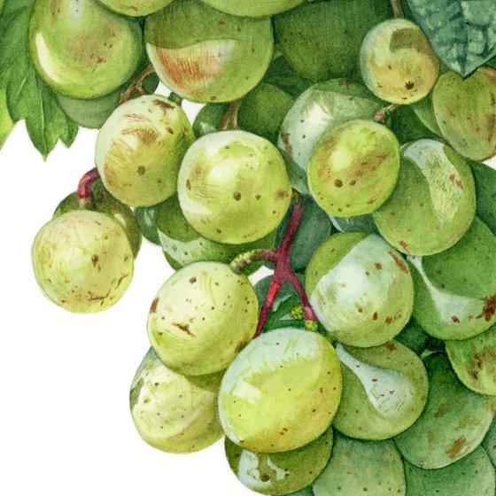 Green Grapes