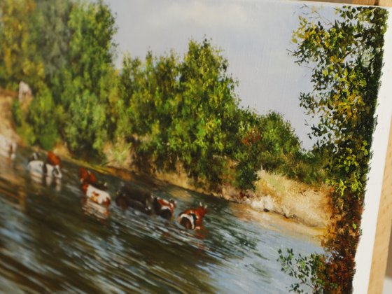 Cows in River