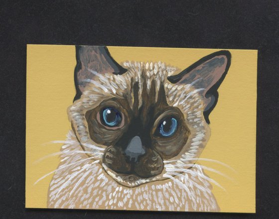 Siamese Cat