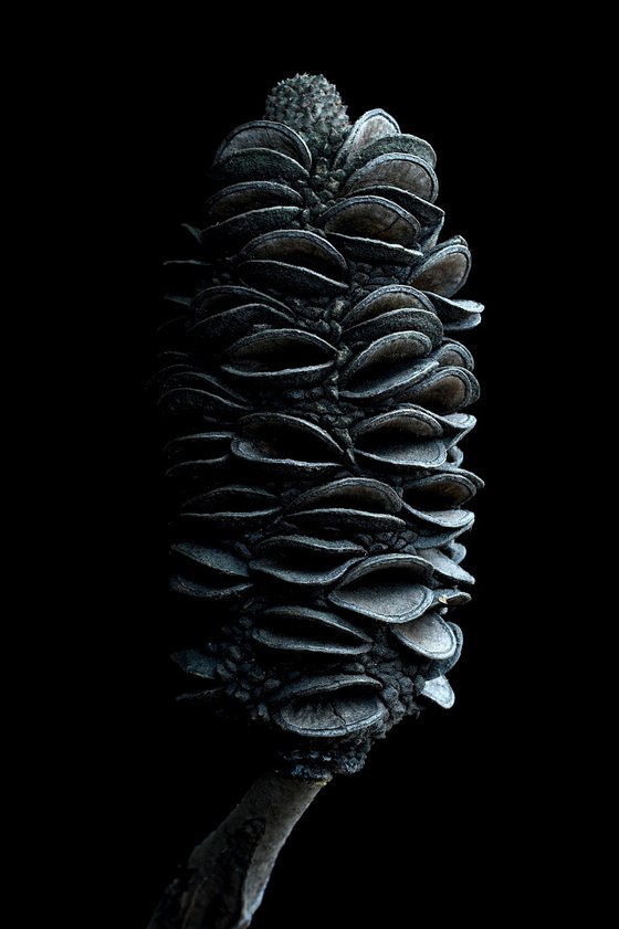 Coast Banksia Seed Pod