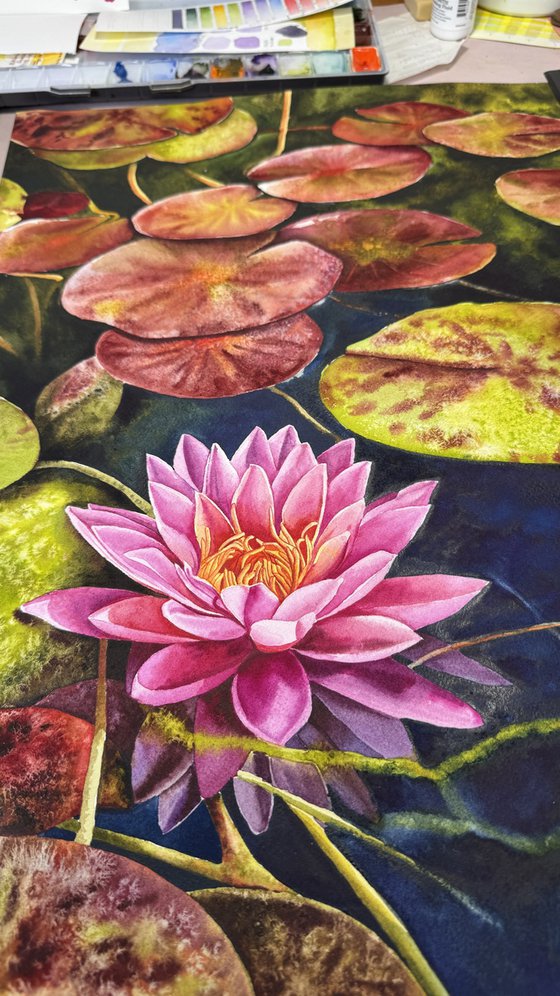 Water Lilies
