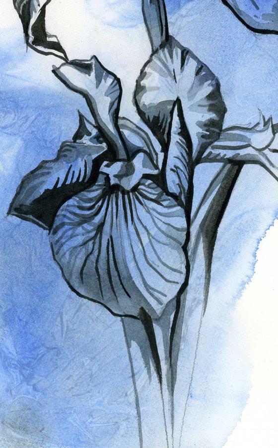 iris in blues watercolor floral