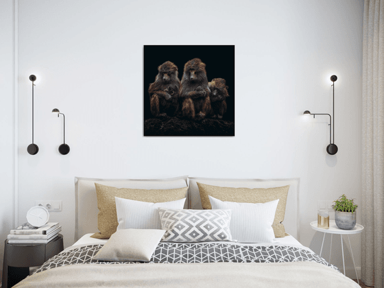 Baboon Family