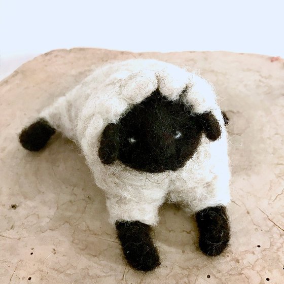 Black-headed sheep, wool