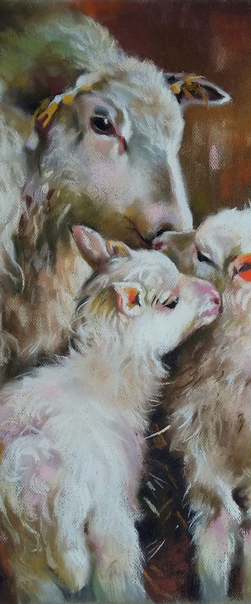 lambs by Magdalena Palega