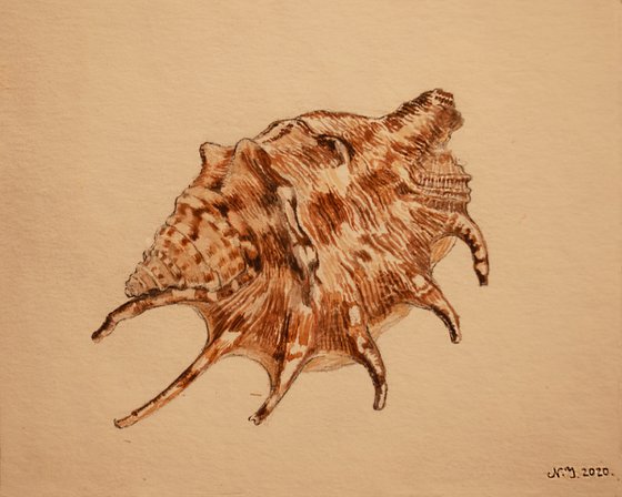 Seashell study