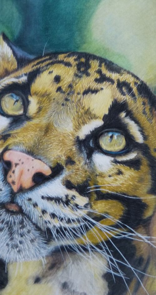 Clouded Leopard by Silvia Frei