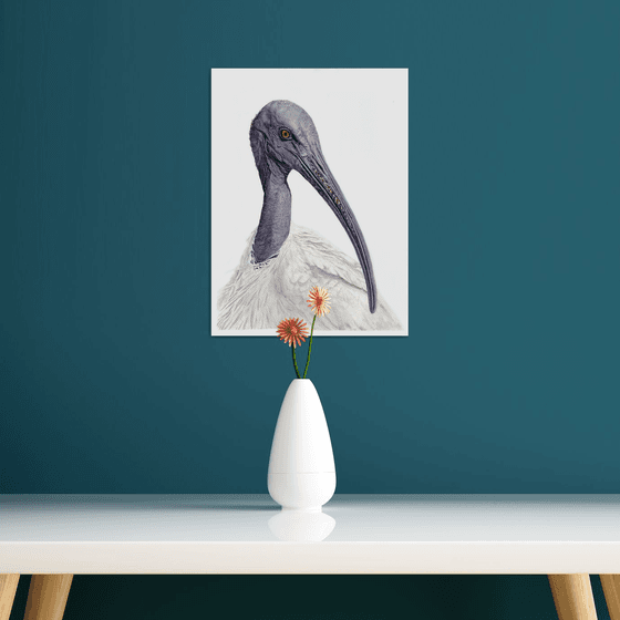 Sacred Ibis, bird portrait