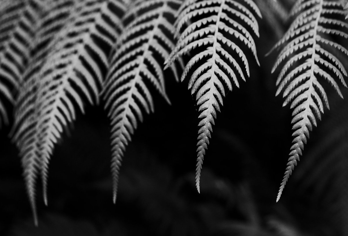 Fern I [Framed; also available unframed] by Charles Brabin