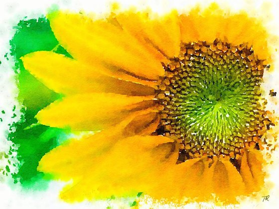 Sunflower: a digital watercolour