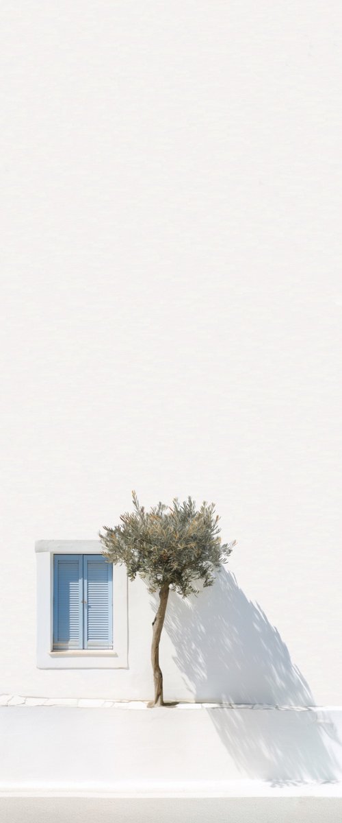 Greek Olive Tree by Marcus Cederberg