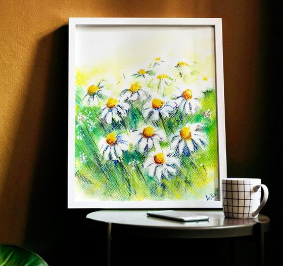 Daisies in the fields