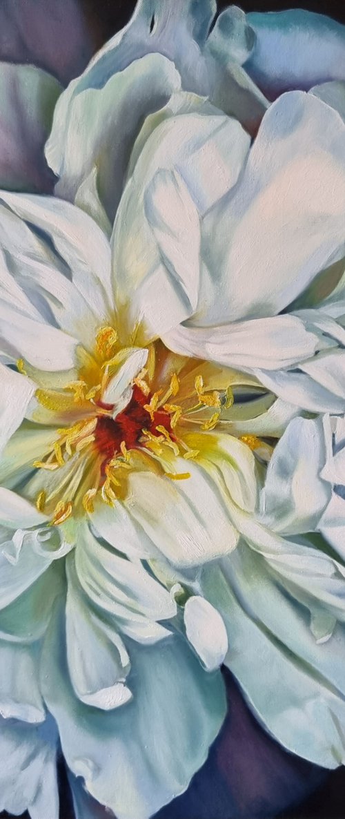 "My space" peony  flower 2022 by Anna Bessonova (Kotelnik)