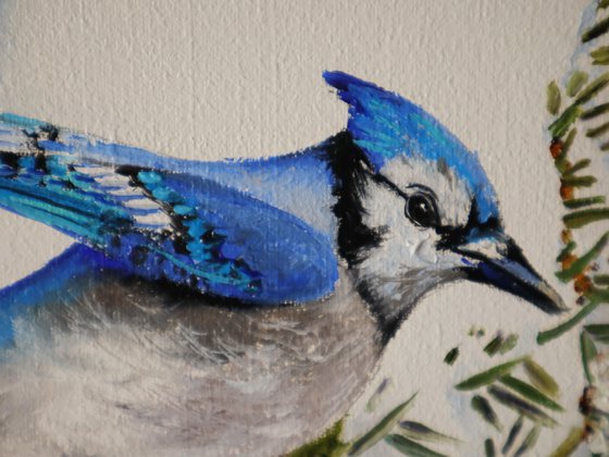 Blue Jay on Snowy Branches