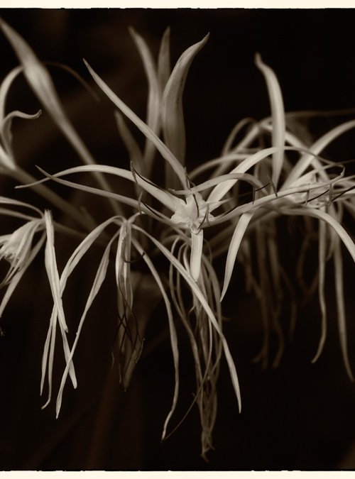 living nature 06 by Daniel Fontaine