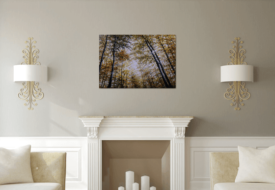 "Autumn Light"