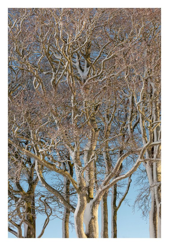 February Trees II