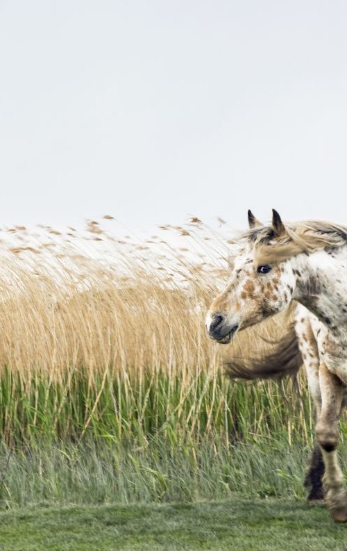 APPALOOSA IN WIND by Andrew Lever