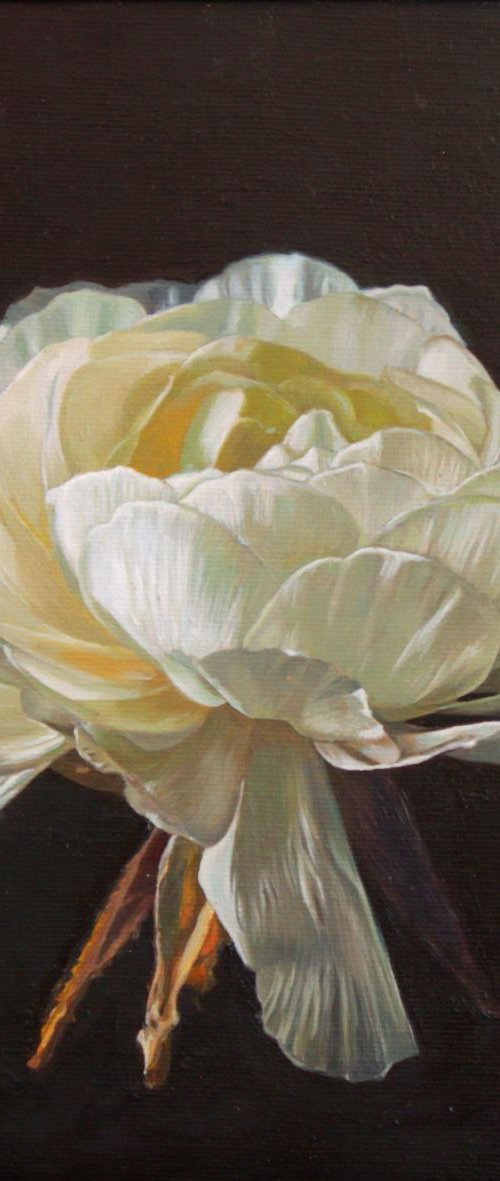 white flower by Darya Klunnikova