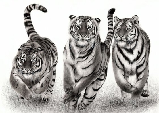 Running Tigers