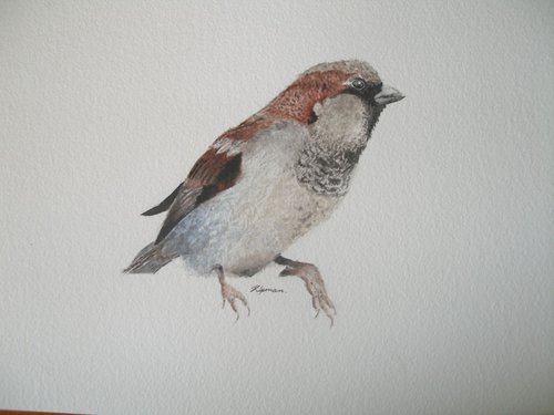 House Sparrow (1) by Kamila Lipman